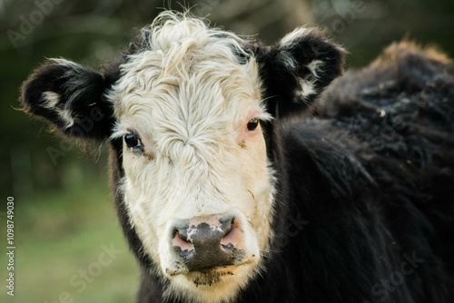 Cow