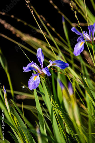 Iris flowers
