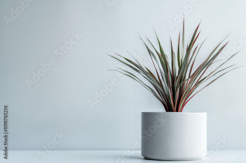 Minimalist Dracaena Marginata in a Textured White Planter on a Soft Background photo