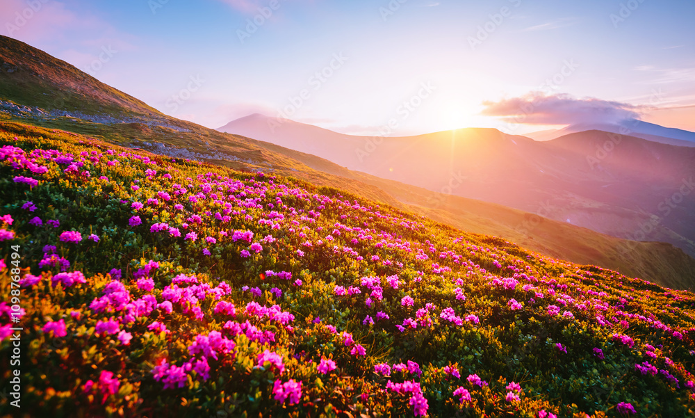 Obraz premium Magical rhododendron flowers on mountain slopes in pink shades. Carpathian mountains, Ukraine. Photo wallpapers.