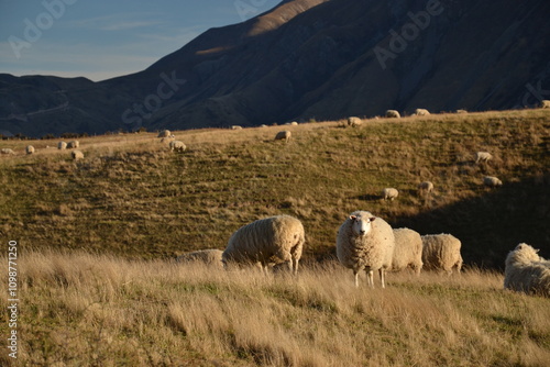 Sheep ewes grazing on a hill country property, pasture-fed