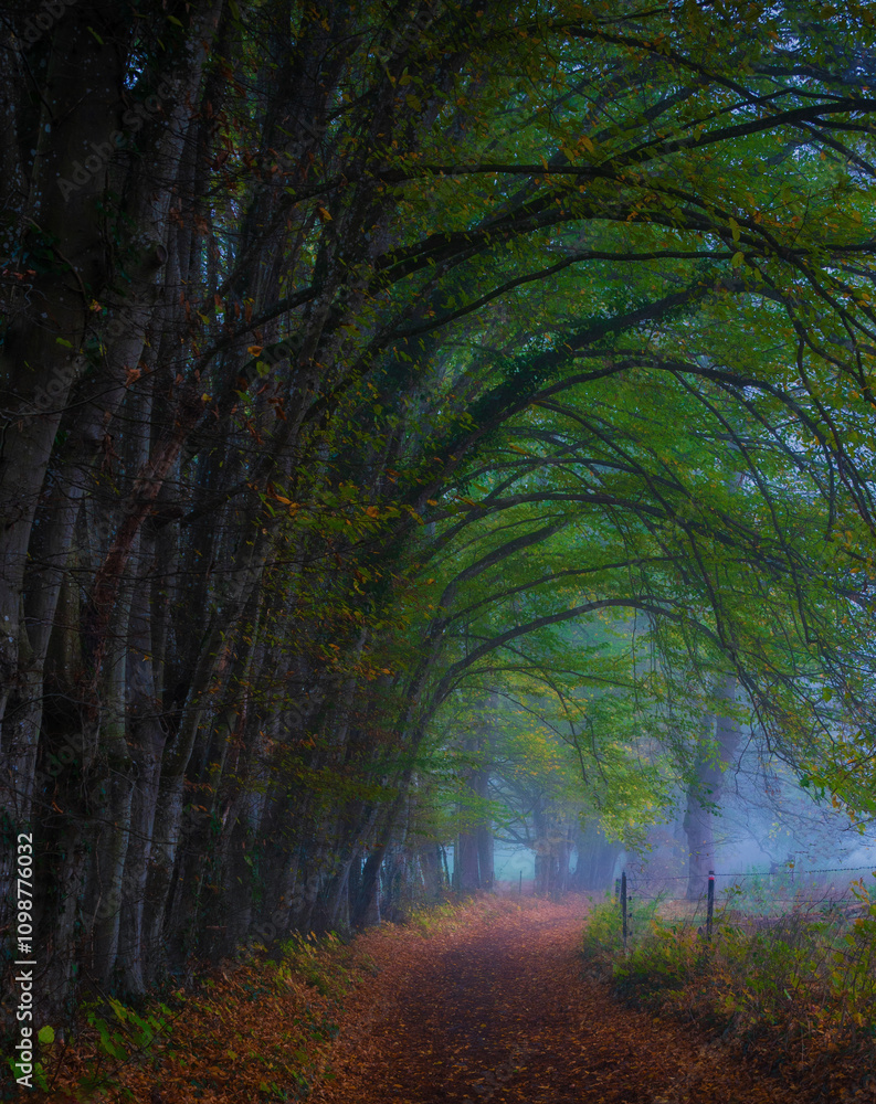 Fototapeta premium autumn forest in the morning, Wallonia, Belgium