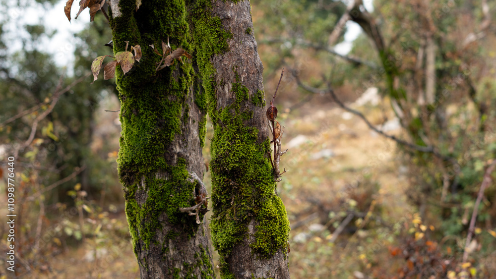 Obraz premium Tree, bark close-up. Close-up of tree bark in the forest for a natural background. Nature. Details. Focus on tree trunk with blurred background