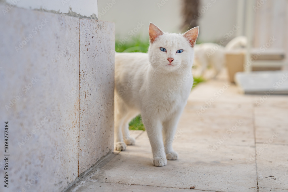 Fototapeta premium White blue-eyed cat in green grass