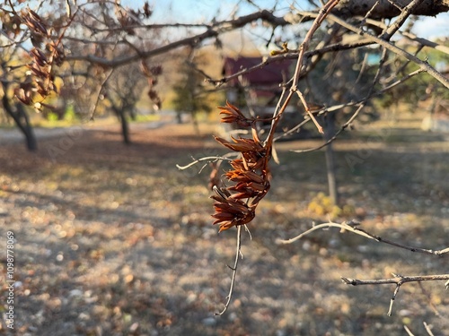 Canvastavla Lilac (Syringa vulgaris) twig and dry seeds