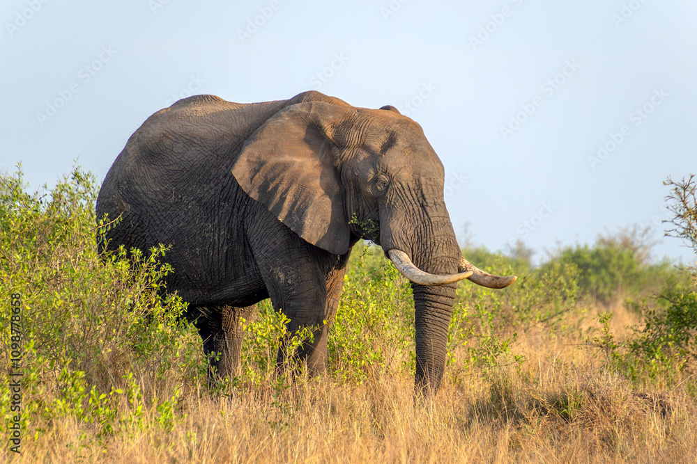 Fototapeta premium éléphant dans le Parc National Kruger, Afrique du Sud