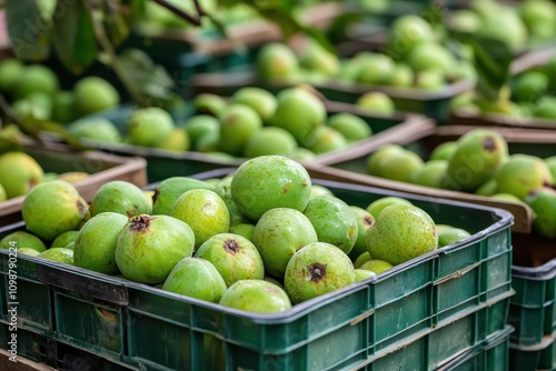 Freshly harvested guavas in plastic containers in Dhaka Bangladesh photo