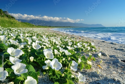 Ipomoea violacea is often referred to as beach or sea moonflower when cultivated photo