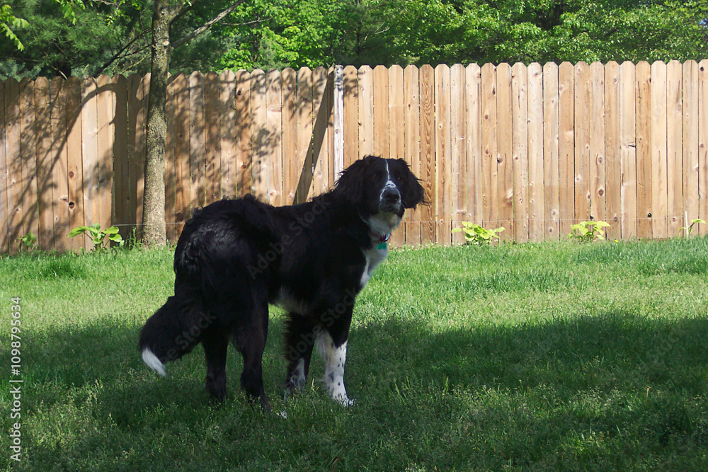 Fototapeta premium a dog in the yard