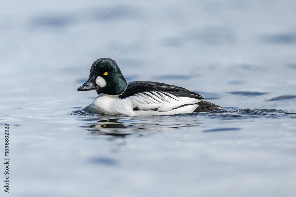 Obraz premium Common Goldeneye male duck on light blue water