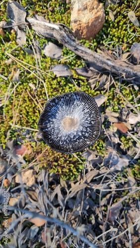 A black and white mushroom. Coprinopsis lagopus 