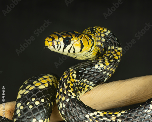 Mexican Tiger Rat Snake, Spilotes pullatus mexicanus