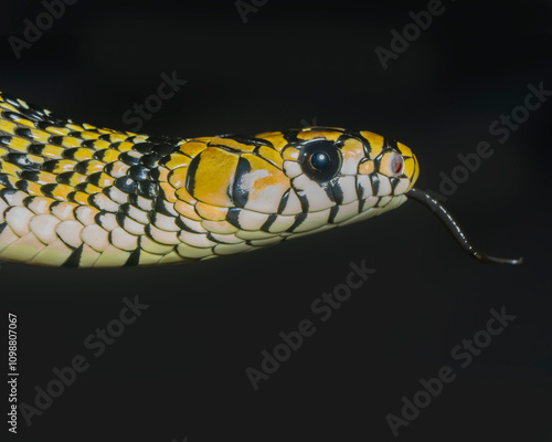 Mexican Tiger Rat Snake, Spilotes pullatus mexicanus