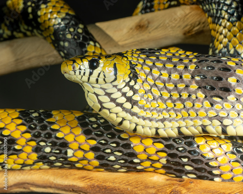 Mexican Tiger Rat Snake, Spilotes pullatus mexicanus