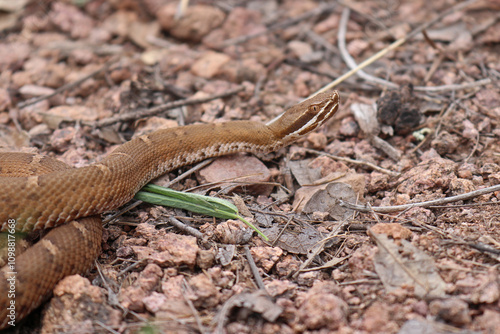 Ridge-nosed Rattlesnake, Crotalus willardi, Close Up photo