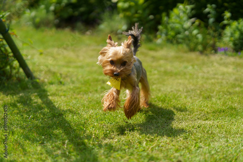 Little cute Yorkshire Terrier running on green grass. Pet fun concept