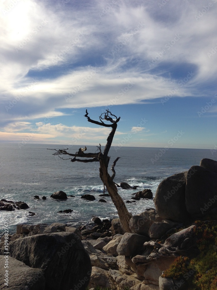 Fototapeta premium lone pine