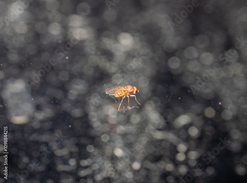 fly on window