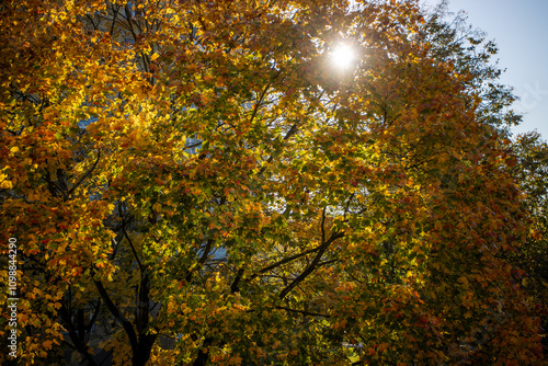 autumn in the park