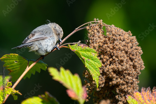 Tiny Bushtit Bird Forages on a Sunny Day photo