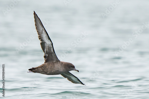 Sooty Shearwater Foraging at Sea
