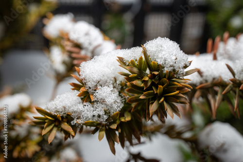 christmas tree with snow