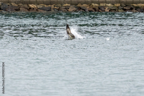 osprey is hunting a fish photo