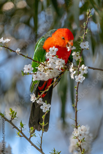 Australian King Parrot