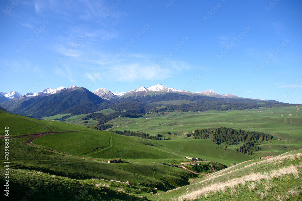 Obraz premium Summer pastures in Yili, northern Xinjiang