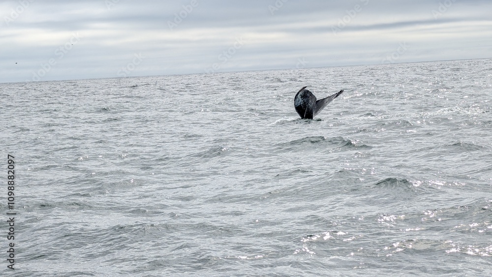 Fototapeta premium Humpback Whale Tail Fin Emerging from the Ocean