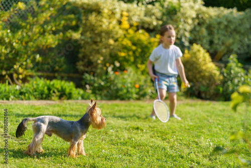 Cute little Yorkshire Terrier playing with kids on the lawn in the backyard. Healthy and active dog concept photo