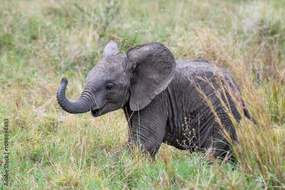 Obraz premium Cute small baby elephant in tall grass on the savanna, African safari vacation in Kenya, Maasai Mara National Reserve 