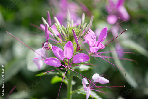 Cleome hassleriana or spider flower in the garden. photo