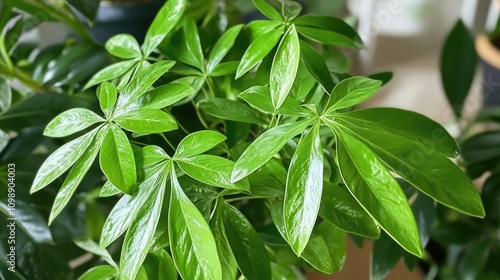 Close-up of glossy vibrant green Schefflera leaves highlighting their unique palmate structure and rich texture against a soft-focus background. photo