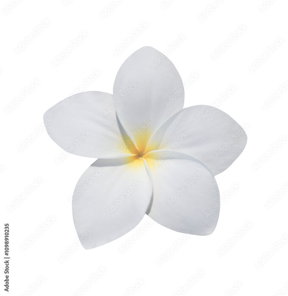 Fototapeta premium Plumeria or Frangipani or Temple tree flower. Close up white-yellow plumeria flowers bouquet isolated on transparent background. 