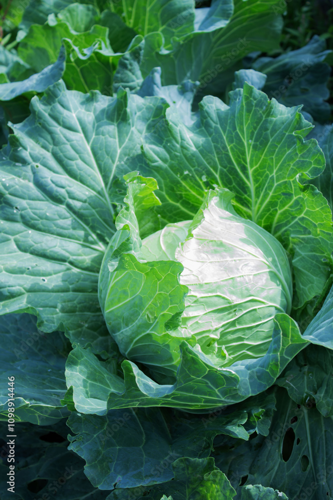 Obraz premium Fresh green cabbage growing in a lush vegetable garden during the daytime