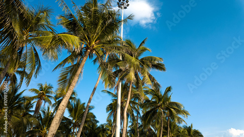 Wallpaper Mural coconut palm tree green color holiday vacation nature sunset ocean banner enjoyment blue sky cloudy copy space relax carefree temperature heat tropical beach climate exotic coconut forest vacation  Torontodigital.ca
