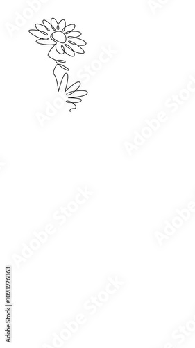 Chamomile flowers, border-framed by daisy, copy space, camomile, vertical online artistic animation in continuous line in minimalism, continuous contour movement, video drawing of lines in 4k 
