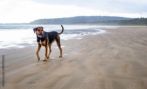 A huntaway dog on a beach sand open space happy animal free photo