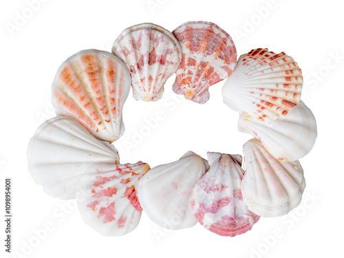 round seashells on white background isolated photo