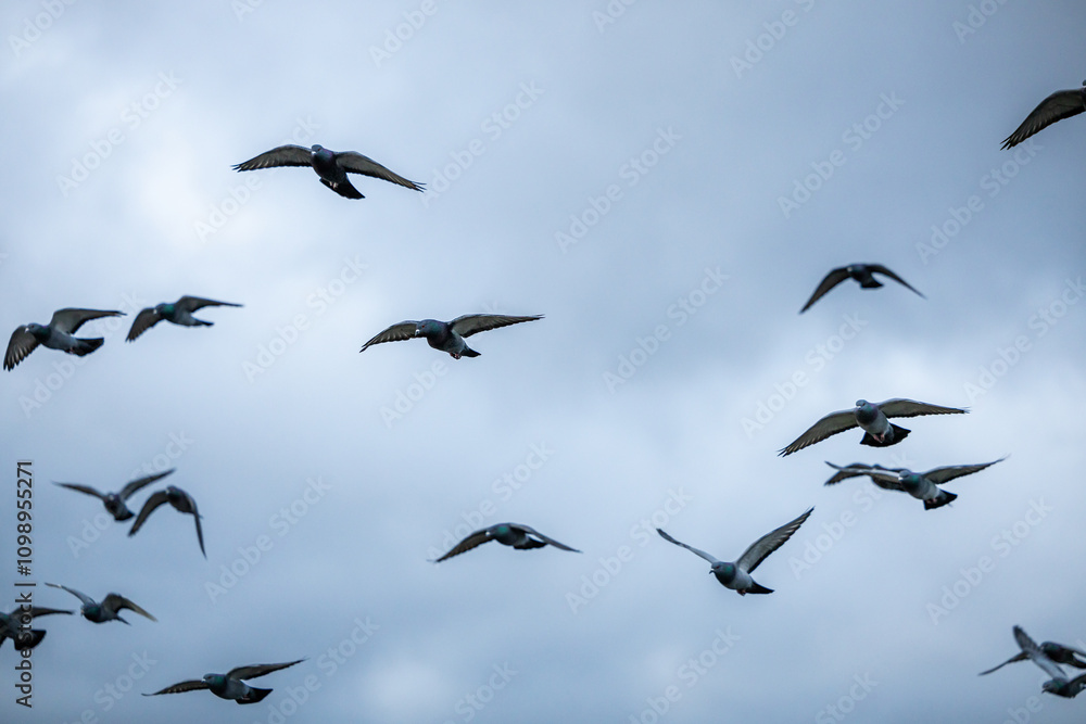 Fototapeta premium Flock of Pigeons Soaring Against a Cloudy Sky