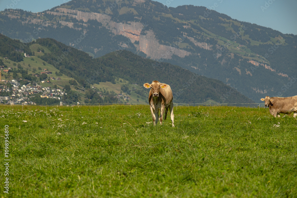 Naklejka premium Cows in a mountain field. Cow at alps. Brown cow in front of mountain landscape. Cattle on a mountain pasture. Village location, Switzerland. Cow at alpine meadow. Cow grazing on meadow.