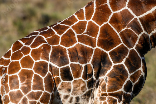 Closeup of reticulated giraffe skin pattern, Lewa Conservancy, safari game drive, Kenya, Africa
 photo