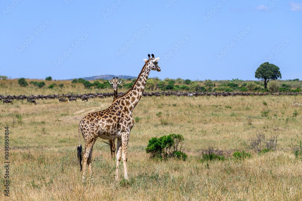 Φωτογραφία Mother and baby masai giraffes on the savannah with a herd of wildebeest migrati
