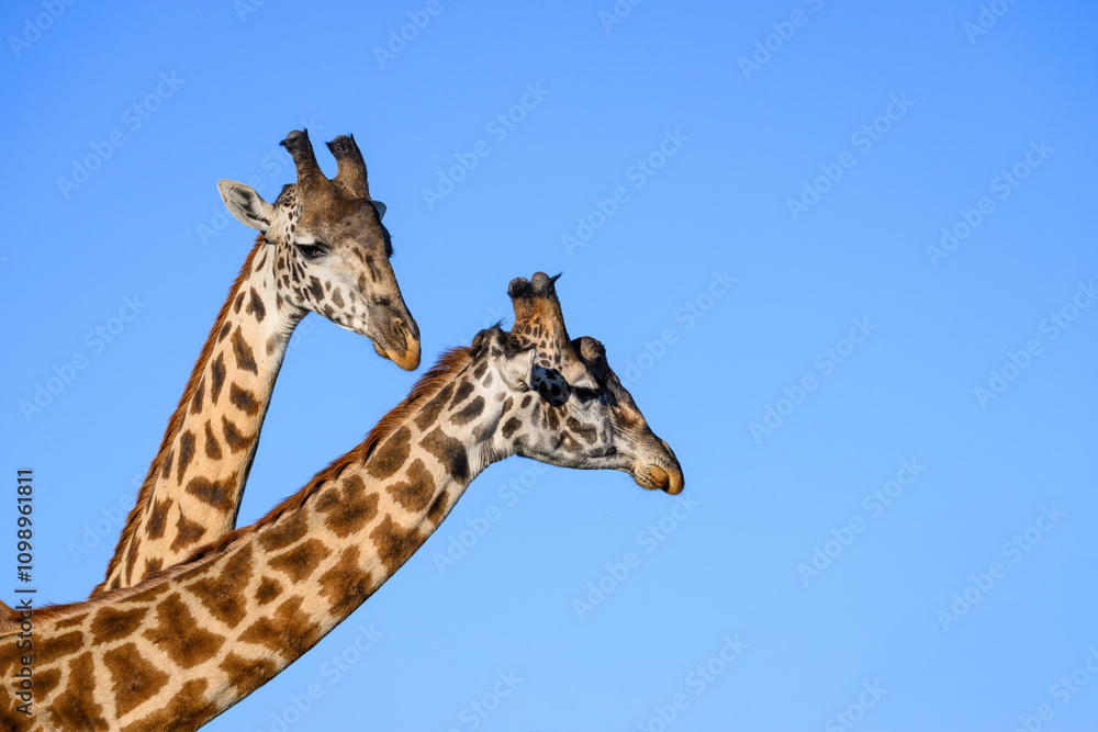 Obraz premium Closeup of two Maasai giraffes necking, portrait against a blue sky, Mara Conservancy, safari tourism game drive in Kenya, Africa 