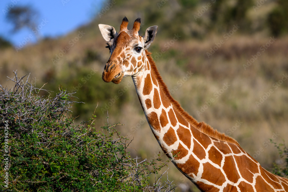 Obraz premium Reticulated giraffe grazing on a bush in a hilly landscape, Lewa Conservancy, safari game drive, Kenya, Africa 
