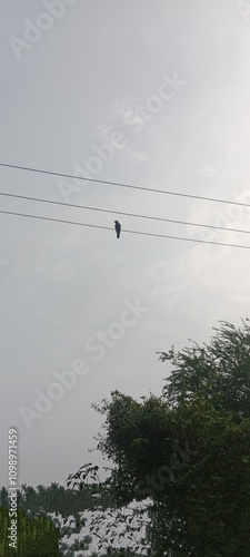 Solo crow siting background blue sky