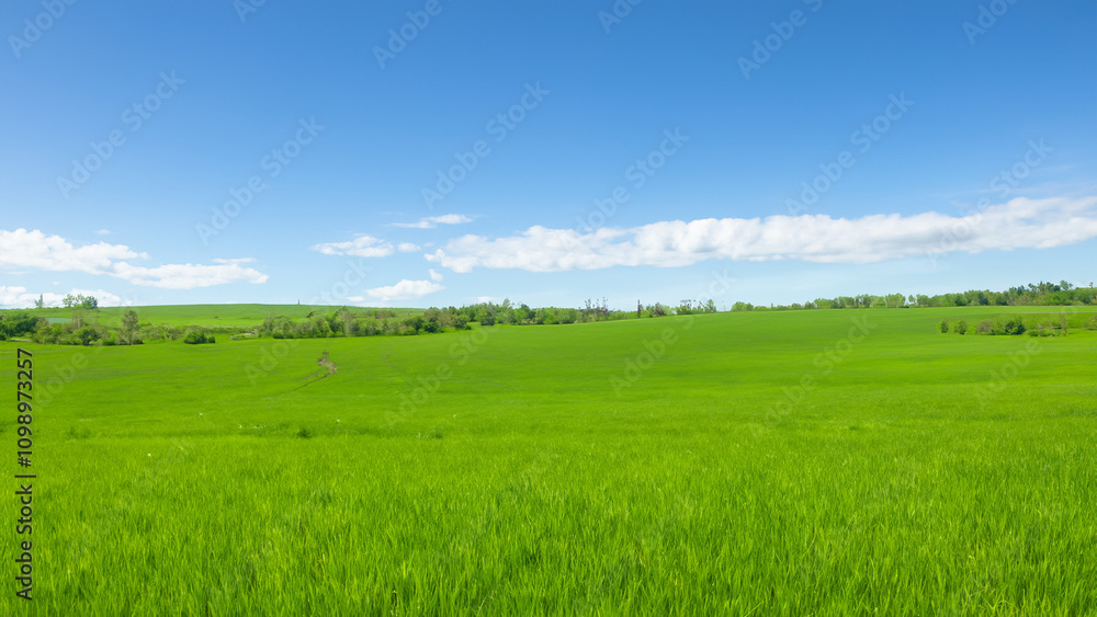 Obraz premium Sunny countryside landscape with green grass and blue sky with fluffy clouds