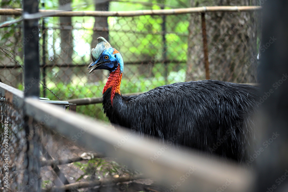 Fototapeta premium Portrait of Cassowary Walking on Ground at Zoo Cage