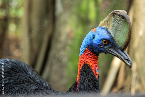 Side View of Beautiful Cassowary Head Against Blurred Background.
 photo